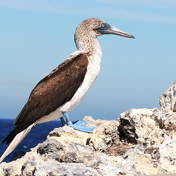 Observacion de Aves en Riviera Nayarit